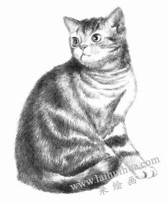 美国短尾猫素描画法步骤08