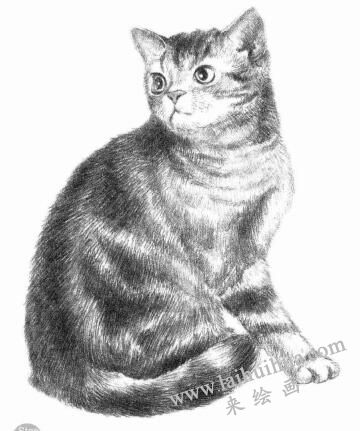 美国短尾猫素描画法步骤09