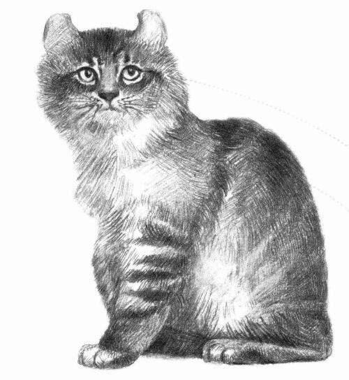 美国卷耳猫的素描画法