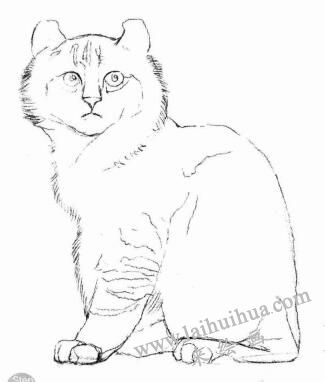 美国卷耳猫的素描画法步骤02
