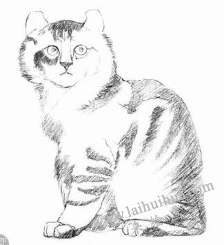 美国卷耳猫的素描画法步骤03