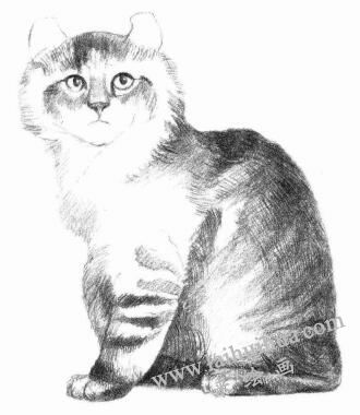 美国卷耳猫的素描画法步骤05