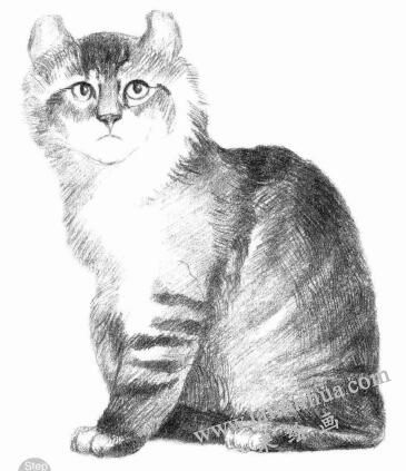 美国卷耳猫的素描画法步骤06