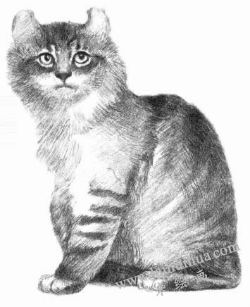 美国卷耳猫的素描画法步骤08