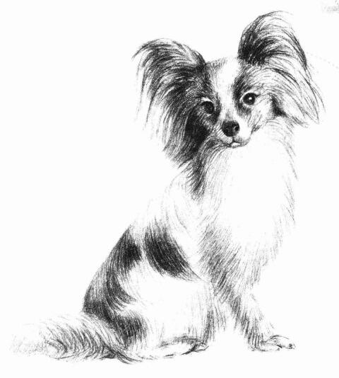 蝴蝶犬的素描画法