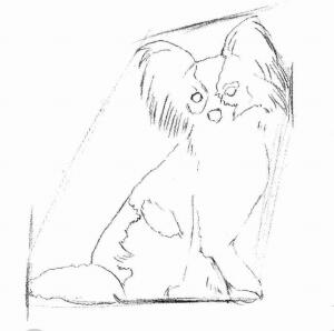 蝴蝶犬的素描画法步骤02