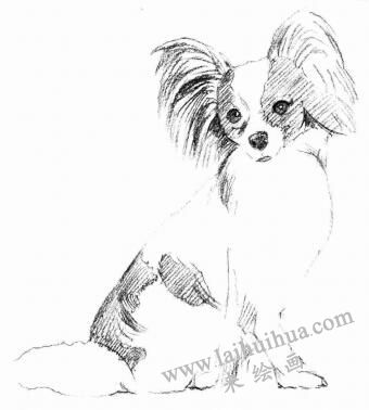蝴蝶犬的素描画法步骤03