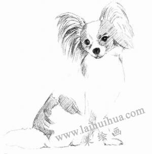 蝴蝶犬的素描画法步骤04