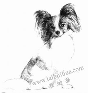 蝴蝶犬的素描画法步骤05