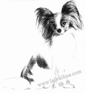 蝴蝶犬的素描画法步骤06