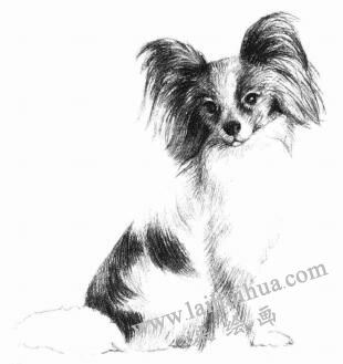 蝴蝶犬的素描画法步骤07