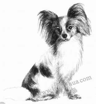 蝴蝶犬的素描画法步骤08