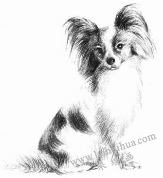 蝴蝶犬的素描画法步骤09