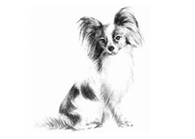 蝴蝶犬的素描画法