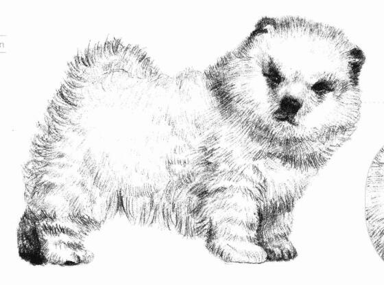 松狮犬的素描画法