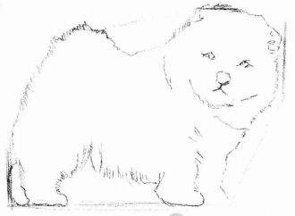 松狮犬的素描画法步骤02