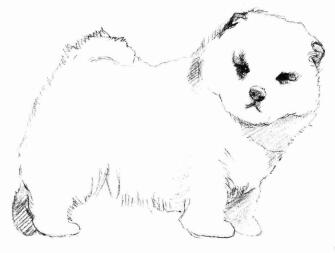 松狮犬的素描画法步骤04
