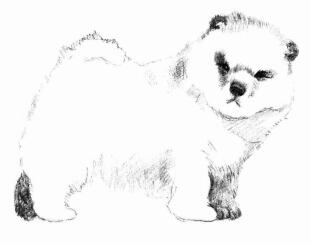 松狮犬的素描画法步骤05