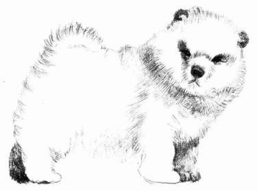 松狮犬的素描画法步骤06