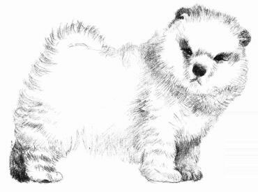 松狮犬的素描画法步骤07