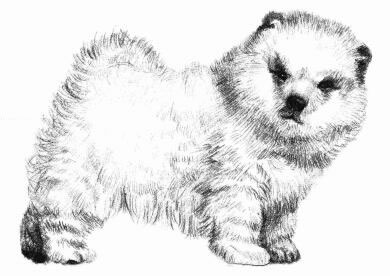 松狮犬的素描画法步骤08