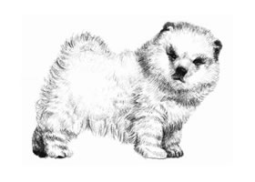 松狮犬的素描画法