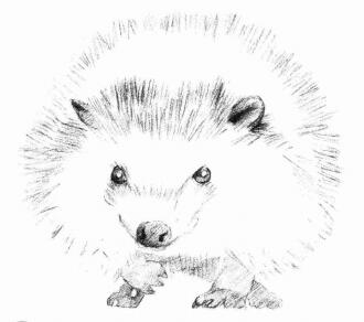 刺猬的素描画法步骤04