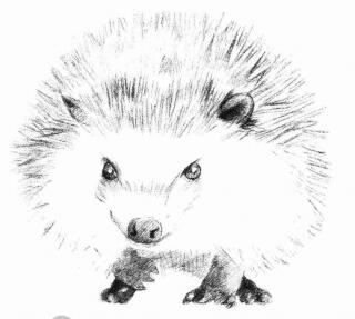 刺猬的素描画法步骤05