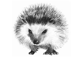 刺猬的素描画法