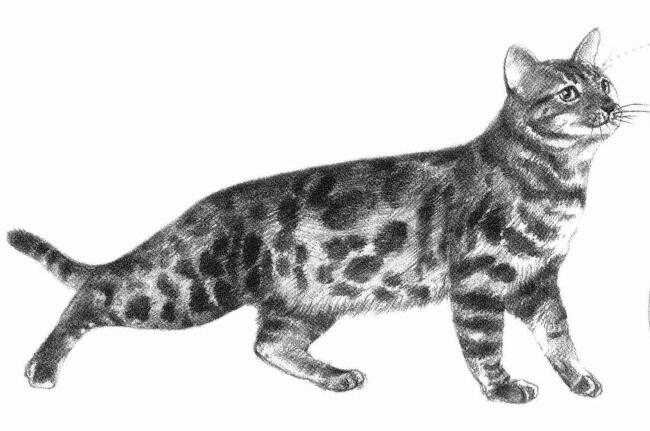 孟加拉猫素描画法