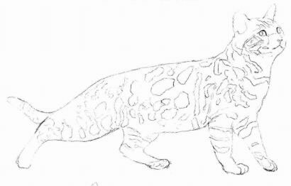 孟加拉猫素描画法步骤02