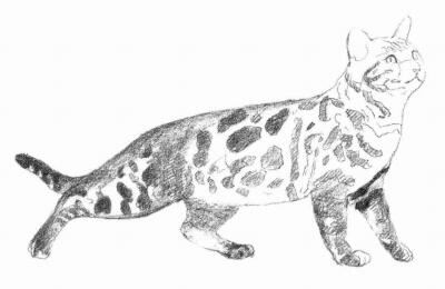 孟加拉猫素描画法步骤05