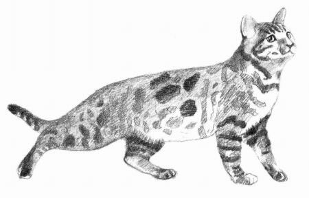孟加拉猫素描画法步骤06