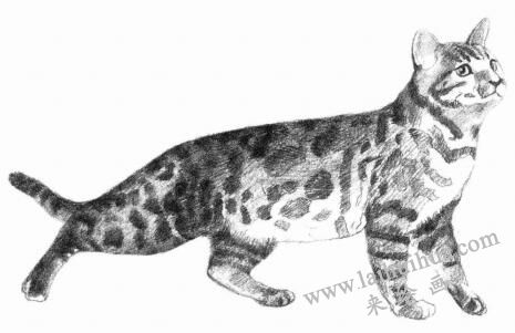 孟加拉猫素描画法步骤07