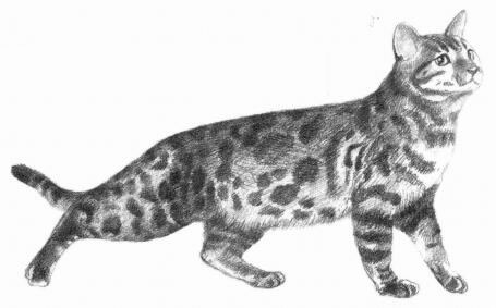 孟加拉猫素描画法步骤08