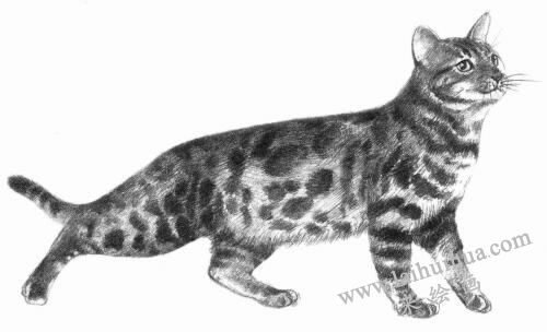 孟加拉猫素描画法步骤09