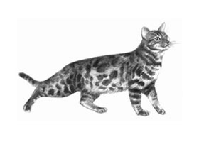 孟加拉猫素描画法