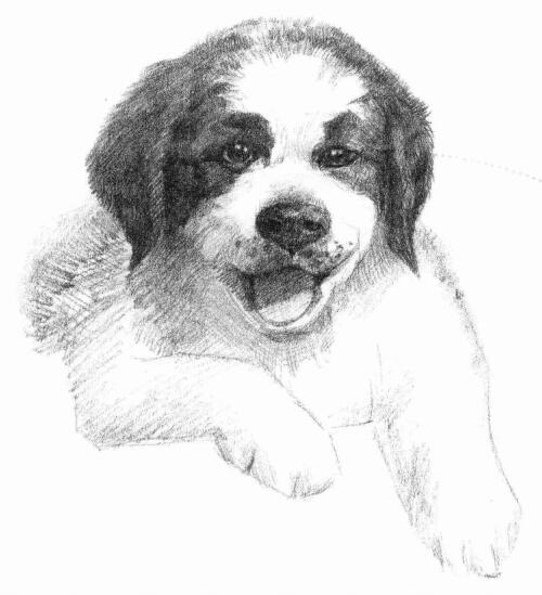 土狗的素描画法
