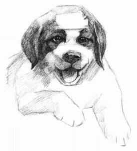 土狗的素描画法步骤03