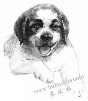 土狗的素描画法步骤04