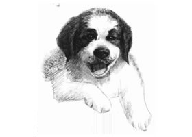 土狗的素描画法