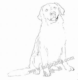 金毛犬的素描画法步骤02