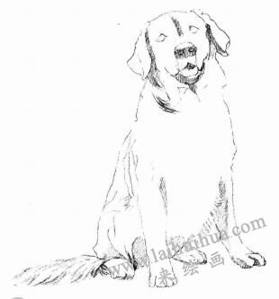 金毛犬的素描画法步骤03