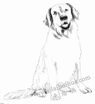 金毛犬的素描画法步骤04