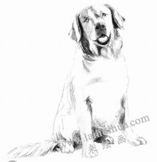 金毛犬的素描画法步骤05