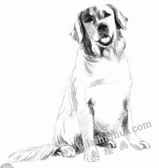 金毛犬的素描画法步骤06