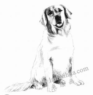 金毛犬的素描画法步骤07
