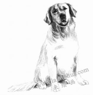 金毛犬的素描画法步骤09