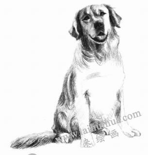 金毛犬的素描画法步骤10