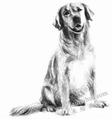 金毛犬的素描画法步骤11